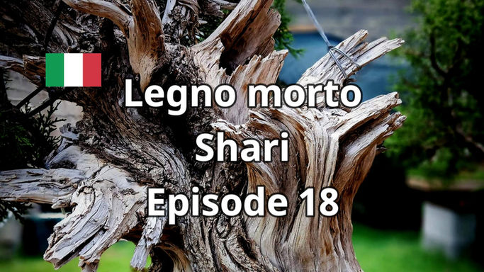Book - legno morto - Shari Ep.18